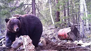 Медведь у привады.