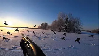 Тетерева вылетают из снежных лунок.