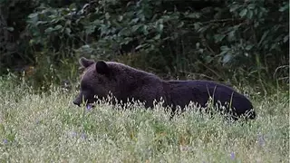 Медведь ест овес.