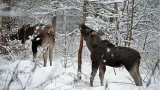 Лоси зимой.