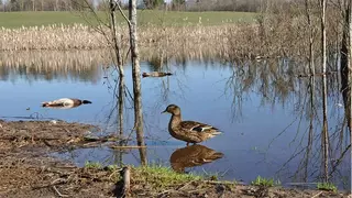 Весенняя охота на селезней.